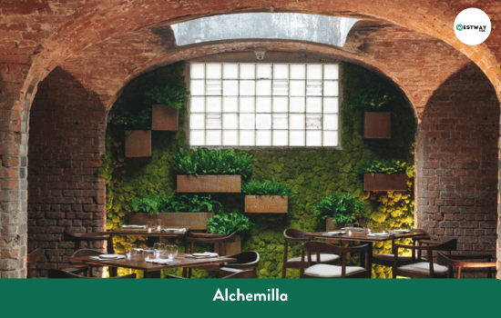 Alchemilla