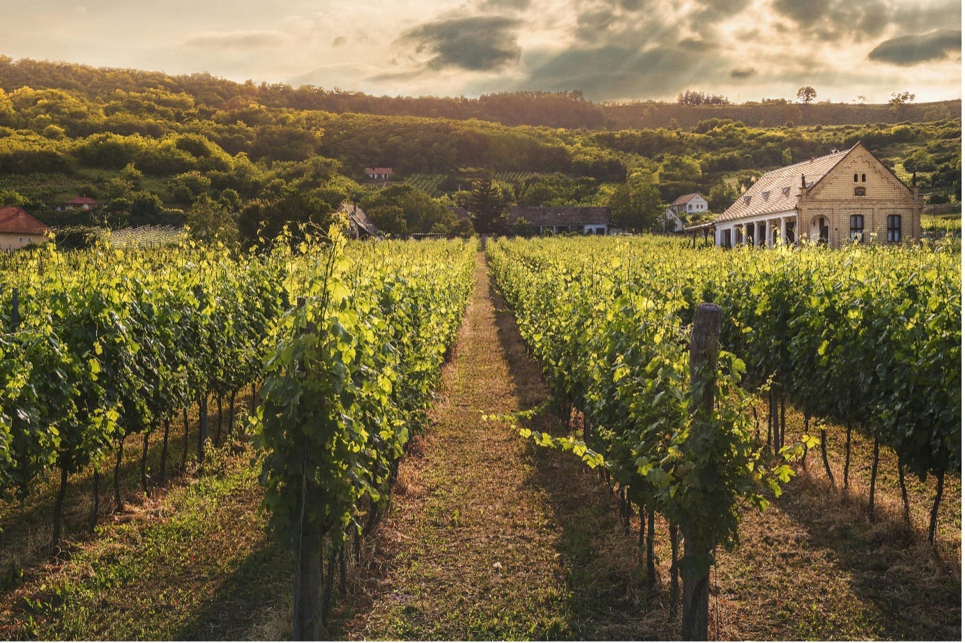 UK Best Wine Regions UK Best Wine Regions
