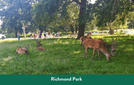 Richmond Park 
