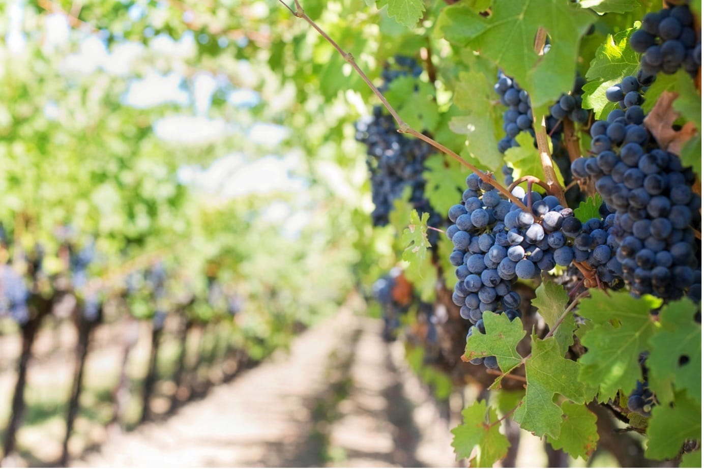 Exploring the UK Best Wine Regions with Chauffeur Services Exploring the UK Best Wine Regions with Chauffeur Services