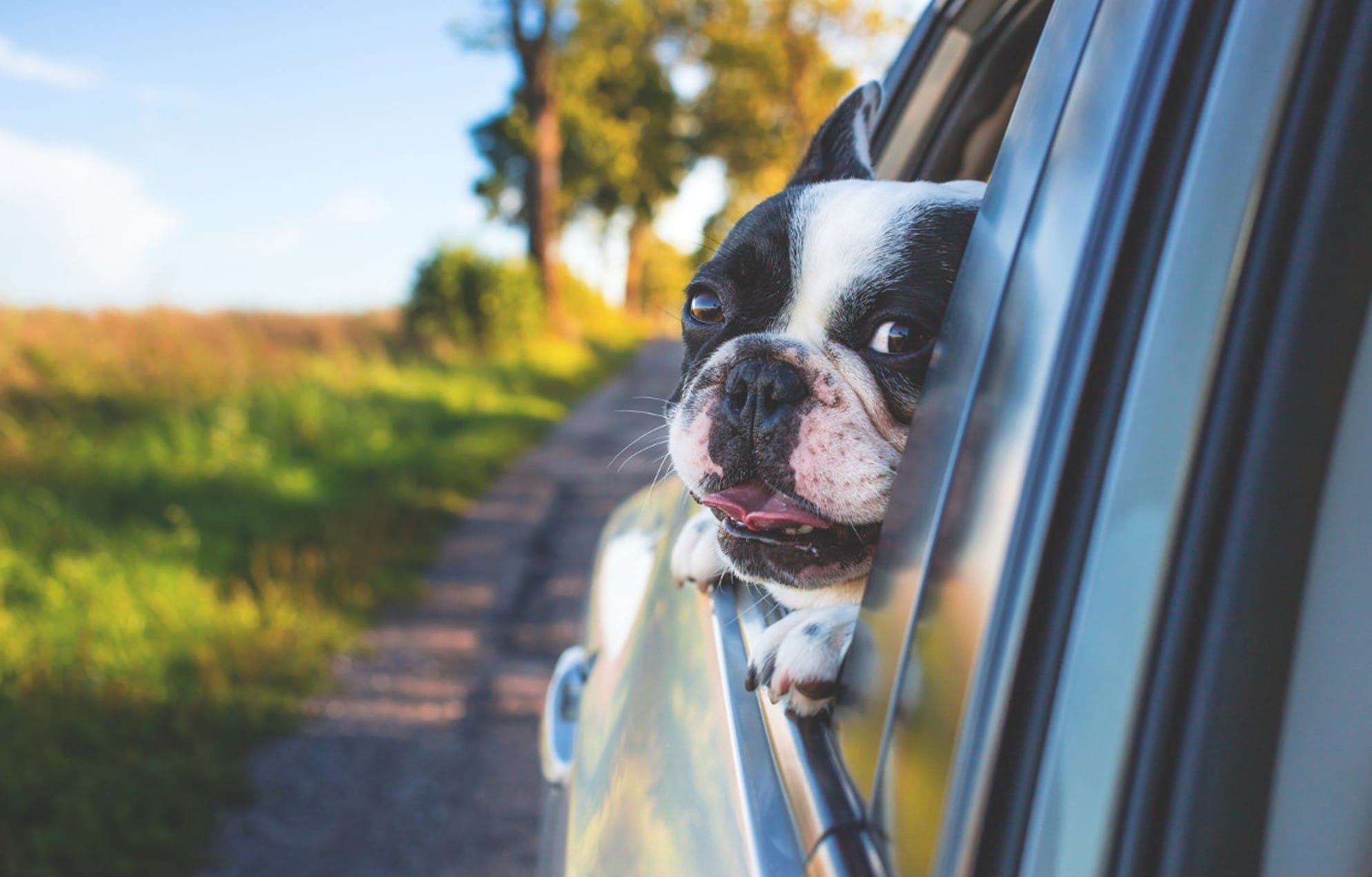Gatwick Airport Chauffeur Services for Traveling with Pets