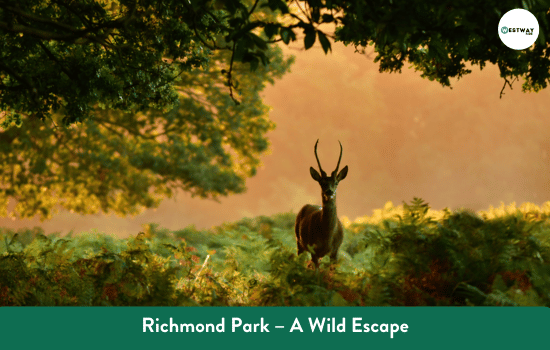 Richmond Park – A Wild Escape
