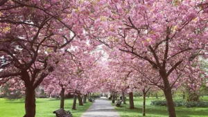 London’s Best Spring Gardens and Parks to Visit with a Chauffeur