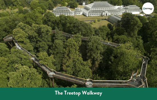 The Treetop Walkway